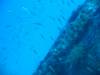 101 - Dive2-1