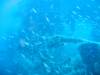 103 - Dive2-1