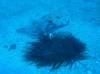 108 - Dive2-1