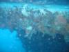 110 - Dive2-1