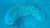 119 - Dive2-1