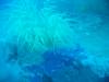 127 - Dive2-1