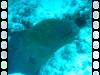 20050921 - Sipadan-Kapalai-Dive6-3 105