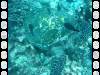 20050921 - Sipadan-Kapalai-Dive6-3 132