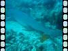 20050921 - Sipadan-Kapalai-Dive7-1 111