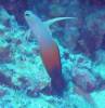 20050921 - Sipadan-Kapalai-Dive7-2 104