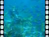 20050921 - Sipadan-Kapalai-Dive7-2 137