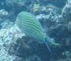 Album: Day6-2 North Horn Sharks