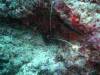 100 - Day4-2 Soft Coral Plateau