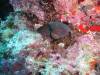 104 - Day4-2 Soft Coral Plateau