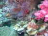 111 - Day4-2 Soft Coral Plateau