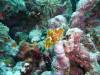 113 - Day4-2 Soft Coral Plateau