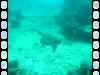 115 - Day4-2 Soft Coral Plateau