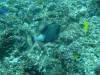 116 - Day4-2 Soft Coral Plateau