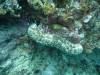 118 - Day4-2 Soft Coral Plateau