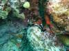 119 - Day4-2 Soft Coral Plateau
