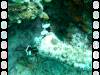 120 - Day4-2 Soft Coral Plateau