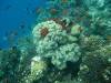 121 - Day4-2 Soft Coral Plateau