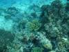 101 - Day6-1 Sea Fan Coral