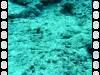 103 - Day6-1 Sea Fan Coral
