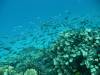 105 - Day6-1 Sea Fan Coral