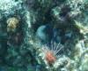 107 - Day6-1 Sea Fan Coral