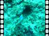 114 - Day6-1 Sea Fan Coral