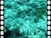 116 - Day6-1 Sea Fan Coral