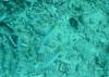 117 - Day6-1 Sea Fan Coral