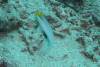 118 - Day6-1 Sea Fan Coral
