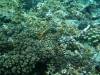 122 - Day6-1 Sea Fan Coral