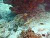 125 - Day6-1 Sea Fan Coral