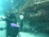 131 - Day6-1 Sea Fan Coral