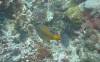 134 - Day6-1 Sea Fan Coral