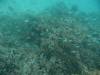 138 - Day6-1 Sea Fan Coral
