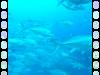 Day2-1 Namena Reef North Save A Tack Passage-105 Namena Reef North Save A Tack Passage