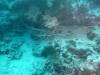 101 - Day1-1 Wakaya Reef Vatu Vai