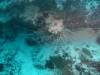 102 - Day1-1 Wakaya Reef Vatu Vai