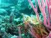 Album: Day1-2 Wakaya Reef Wakaya Passage
