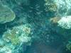 122 - Day1-2 Wakaya Reef Wakaya Passage