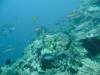 Album: Day1-3 Wakaya Reef Blue Ribbon Eel