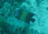 101 - Day1-3 Wakaya Reef Blue Ribbon Eel