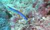 103 - Day1-3 Wakaya Reef Blue Ribbon Eel