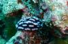 107 - Day1-3 Wakaya Reef Blue Ribbon Eel
