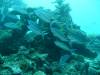 109 - Day1-3 Wakaya Reef Blue Ribbon Eel