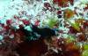 113 - Day1-3 Wakaya Reef Blue Ribbon Eel