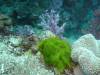 115 - Day1-3 Wakaya Reef Blue Ribbon Eel