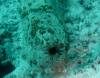 128 - Day1-3 Wakaya Reef Blue Ribbon Eel