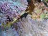 Album: Day2-1 Namena Reef North Save A Tack Passage