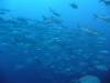 107 - Namena Reef North Save A Tack Passage